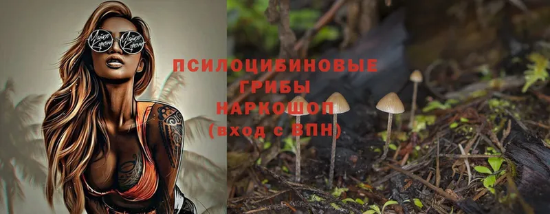 Псилоцибиновые грибы Psilocybe  Жуков 